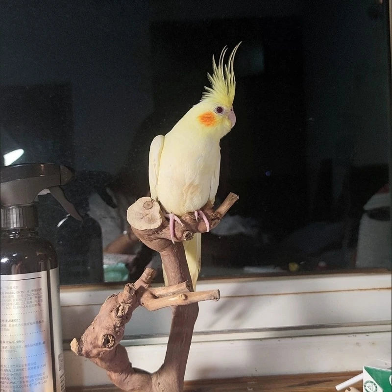 Zen Grapevine Bird Perch - Natural Dead Branch Tree Trunk Stand for Parrot habitat Jewelry, Solid Wood Home Decor Ornament